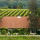 Vineyard Colonjes